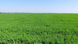 Alfalfa field Ukraine