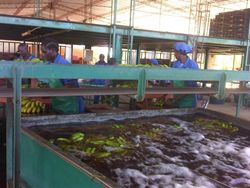 Banana post harvest treatment Zambia