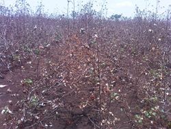 Cotton field after harvest