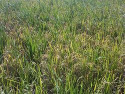 Rice field Mozambique