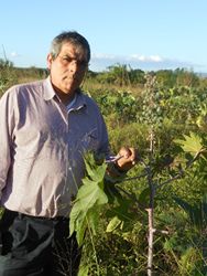 Castor plant Swaziland