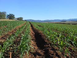 Corn field Swaziland