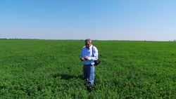 Examine alfalfa field Ukraine